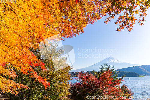 Image of Fujisan and maple tree in Lake Kawaguchi 