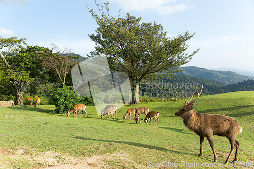 Image of Group of deer at mountain