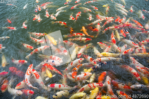 Image of Carp fish