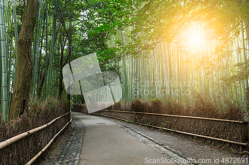 Image of Bamboo forest and sunshine