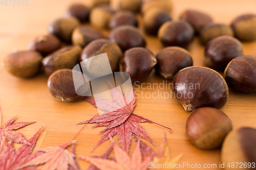 Image of Chestnut and dried maple