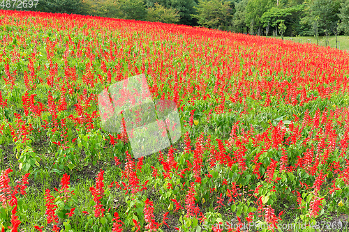 Image of Red Salvia field