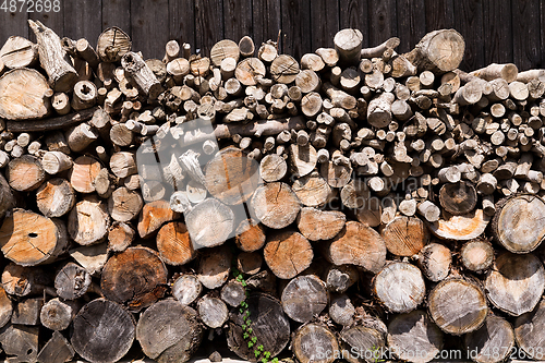 Image of Forest pine trees log trunks 