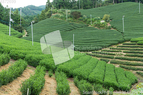 Image of Green Tea field