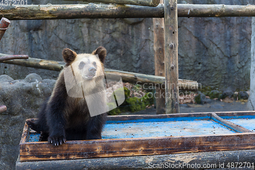 Image of Bear in zoo park