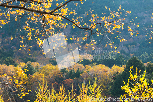 Image of Autumn forest in Japan