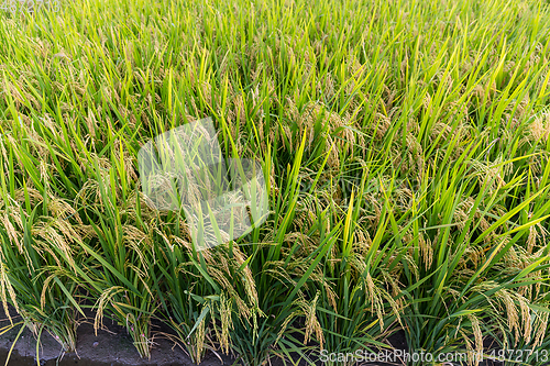 Image of Rice meadow