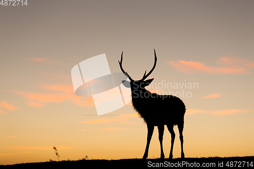 Image of Silhouette of deer at sunset