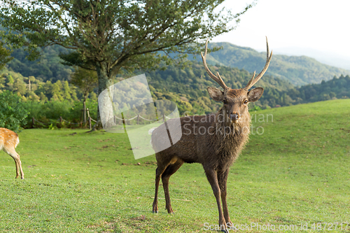 Image of Wild deer mountain