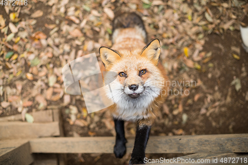 Image of Fox climb up for food