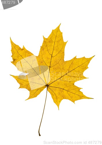 Image of Maple Leave