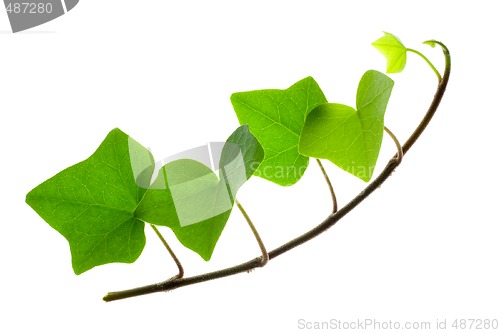 Image of Sprig of Ivy