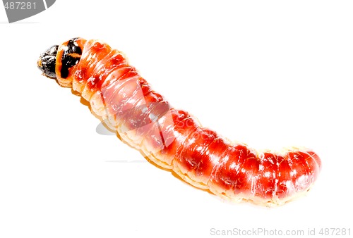 Image of Superworm