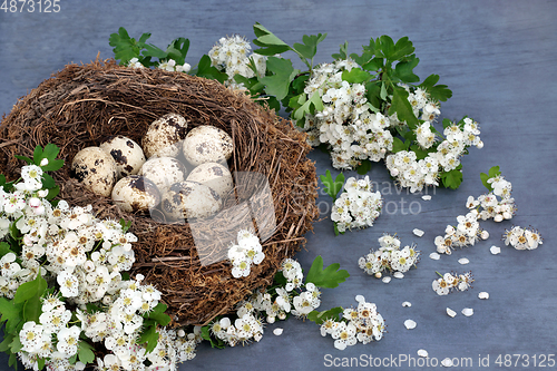 Image of Fresh Gourmet Quail Eggs in a Birds Nest 