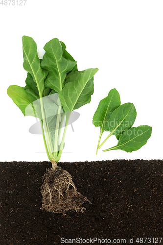 Image of Healthy Spinach Vegetable Plant Growing in Soil