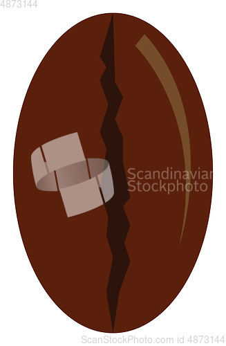 Image of A coffee bean vector or color illustration