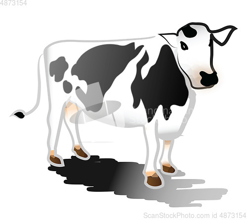 Image of Black & white cow vector or color illustration