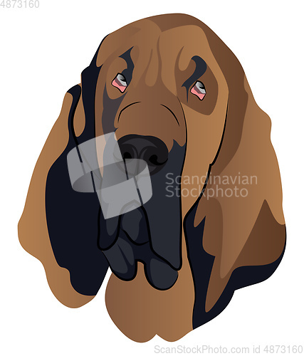 Image of Blood Hound illustration vector on white background