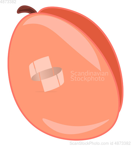 Image of A fresh juicy apricot fruit to enjoy during summer vector color 