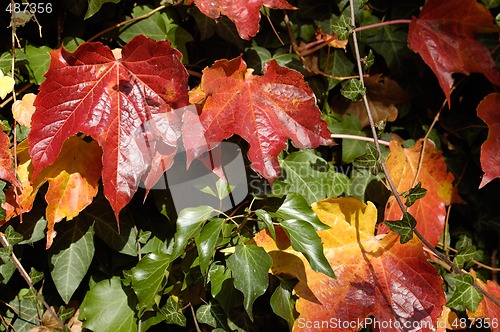 Image of Wild vine in autumn