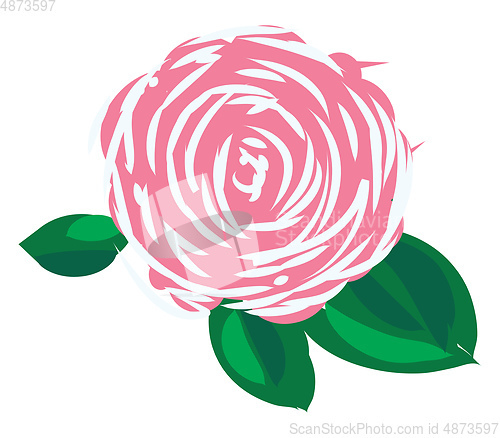 Image of A rose vector or color illustration