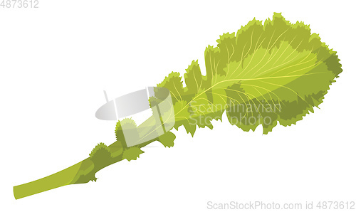 Image of Light green lettuce leaf vector illustration of vegetables on wh