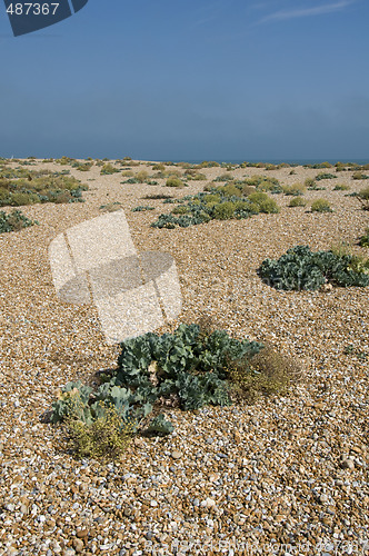 Image of Pebble beach