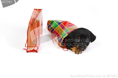 Image of  Puppy in  gift bag