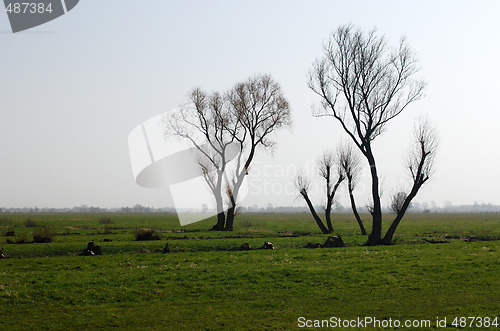Image of Trees without leaves
