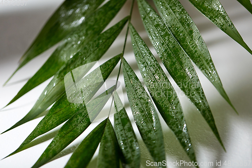 Image of green moist palm tree leaf