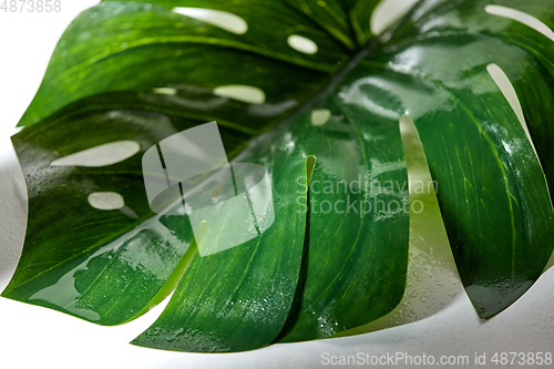 Image of green moist palm tree leaf