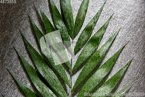 Image of green moist palm tree leaf