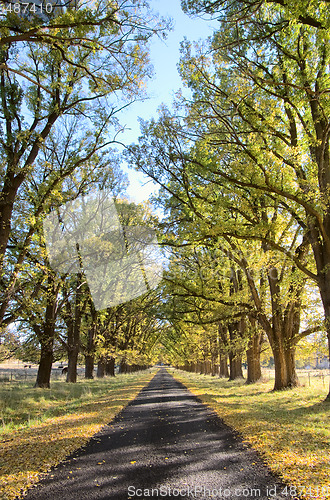 Image of autumn country road