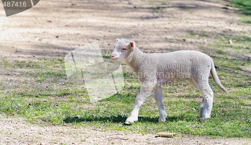 Image of young lamb on the farm