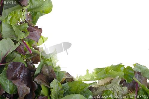 Image of butter lettuce frame