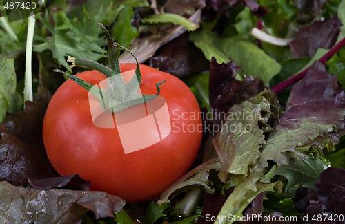 Image of fresh tomato and lettuce