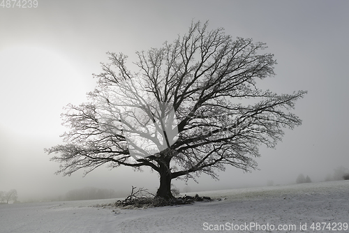 Image of Tree on a snowy field