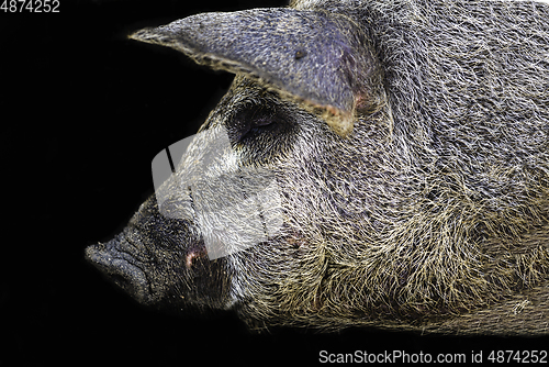 Image of A pig
