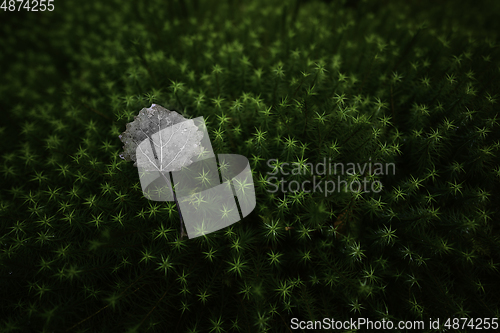 Image of Leaf on moss