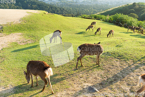 Image of Group of deer