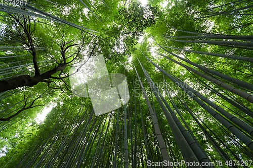 Image of Bamboo grove