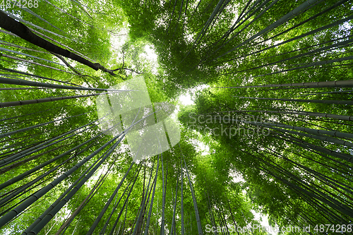 Image of Bamboo garden