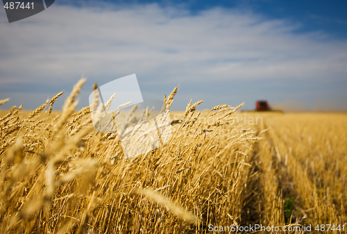 Image of Harvest work