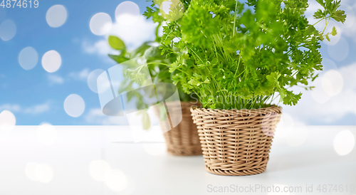 Image of close up of parsley herb in wicker basket