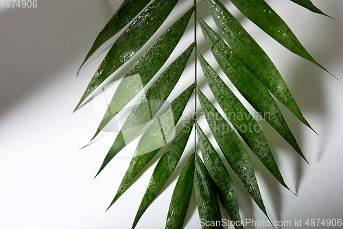 Image of green moist palm tree leaf