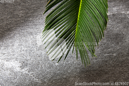 Image of green moist palm tree leaf