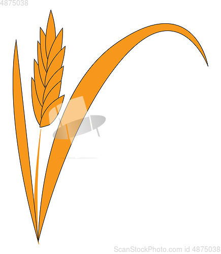 Image of Common wheat cereal the staple food in many countries and widely