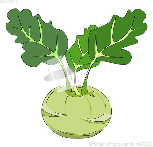 Image of Drawing of a kohlrabi/Cabbage variety vector or color illustrati