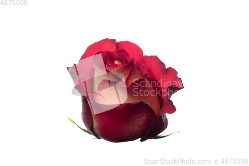 Image of Beautiful flowers isolated on white studio background. Design elements. Blooming, spring, summertime.