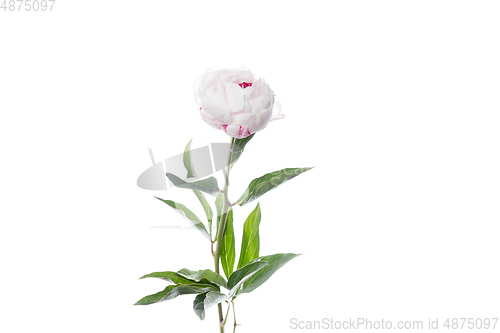 Image of Beautiful flowers isolated on white studio background. Design elements. Blooming, spring, summertime.